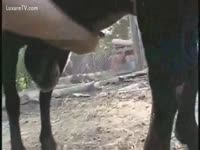 Zoo Sex Movie - Sheep Ejaculates on a Free Handjob